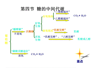 糖代谢江大生化.ppt