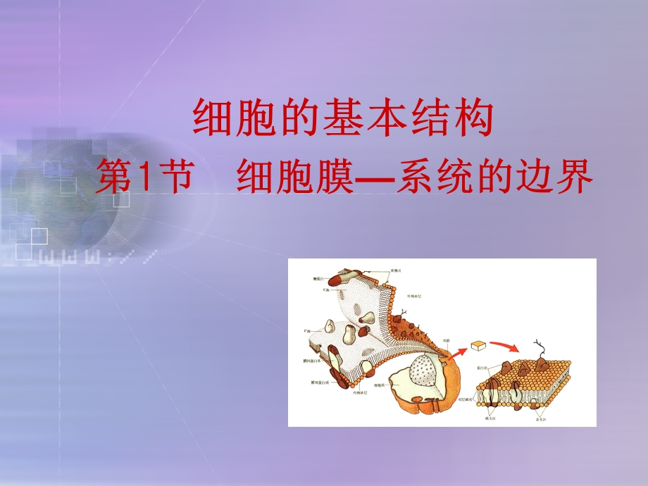 细胞的基本结构(细胞膜-系统的边界).ppt_第2页