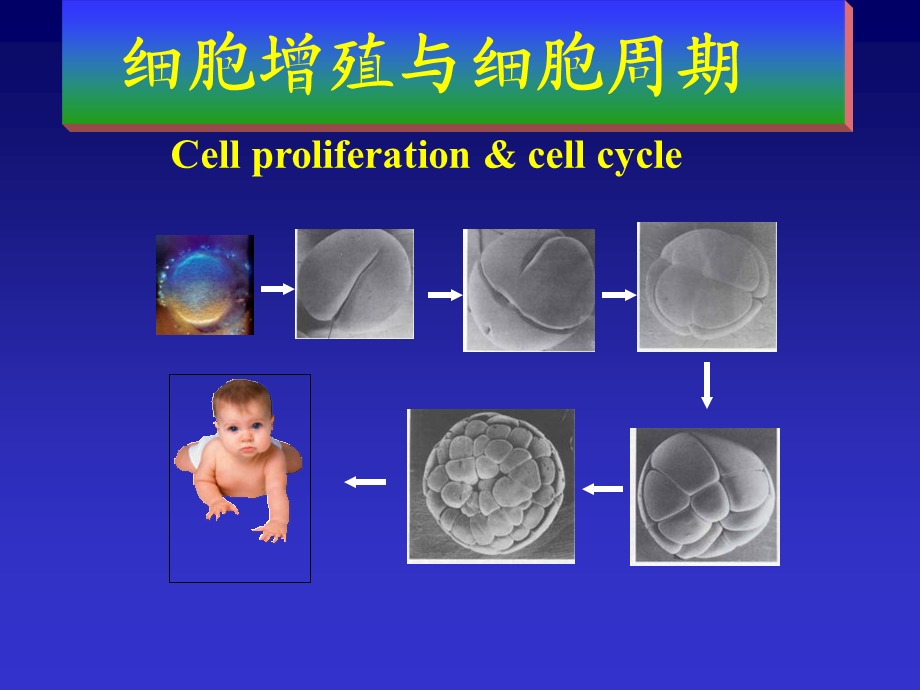 细胞生物学细胞增殖与细胞周期.ppt_第1页