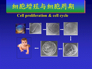 细胞生物学细胞增殖与细胞周期.ppt