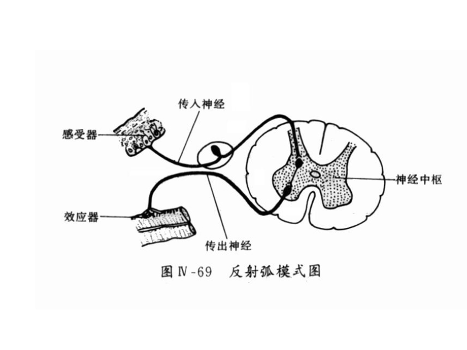 生物会考复习(十二)反射弧.ppt_第3页