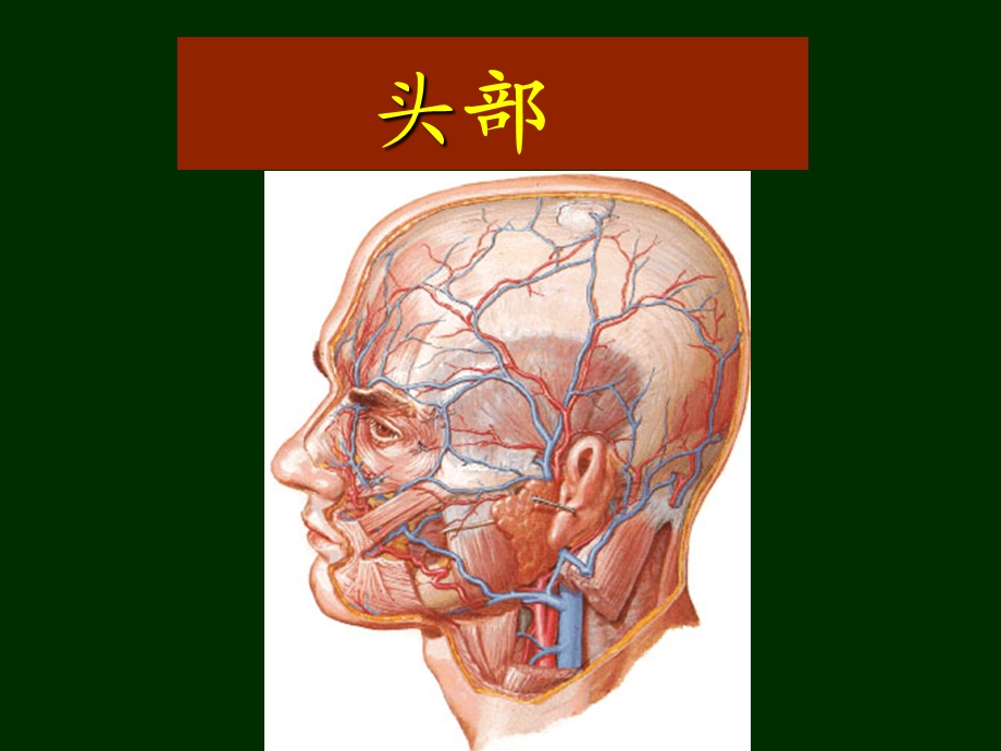 局解头部.ppt_第1页