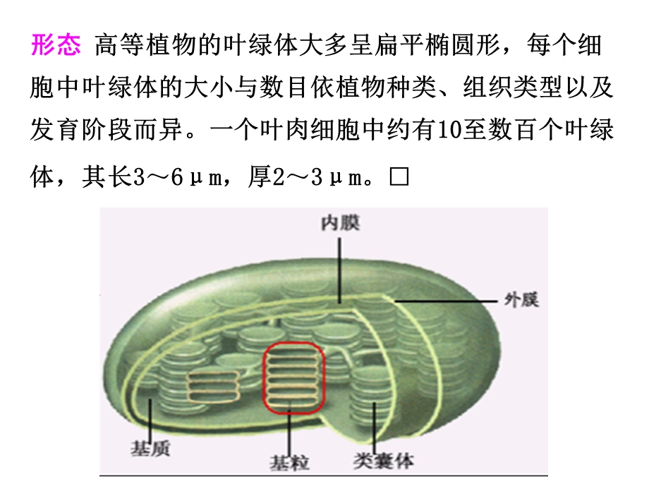 第三节光合作用一捕获光能的色素和结构.ppt_第3页