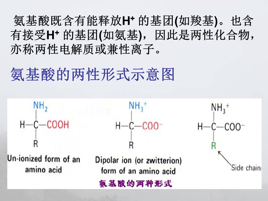 氨基酸等电点计算.ppt_第3页