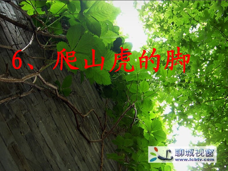 6爬山虎的脚PPT课件.ppt_第3页