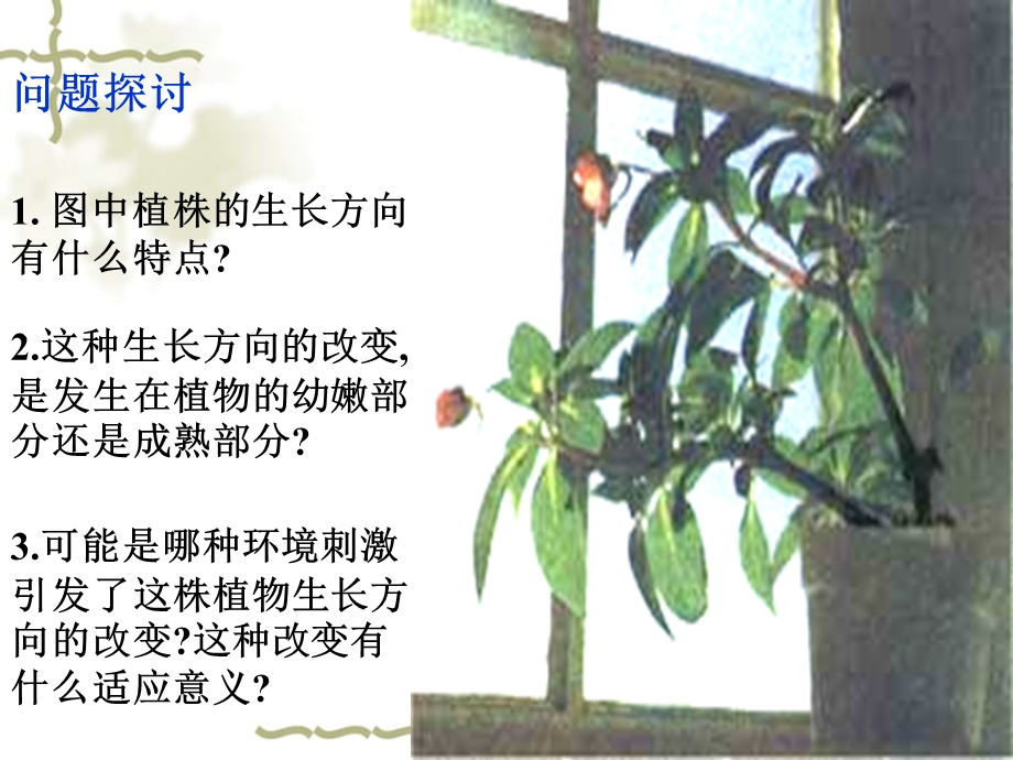 植物生长素的发现(动画很好).ppt_第3页