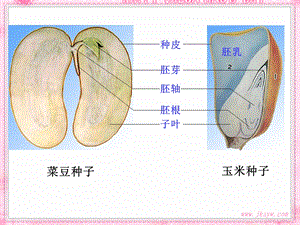 种子的萌发课件(新人教版).ppt