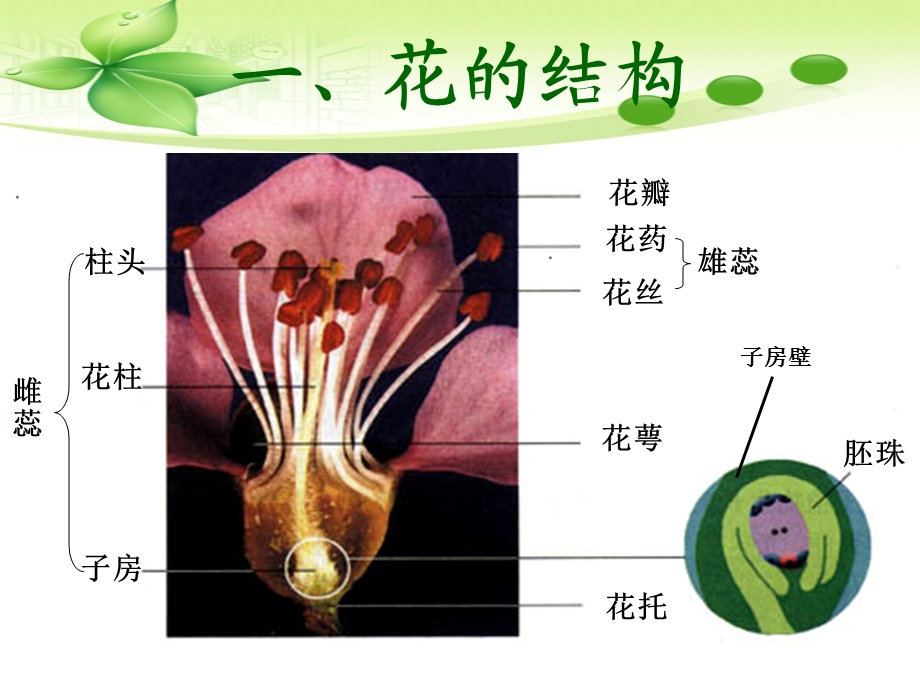 生物初二植物专题复习(花、果实、种子).ppt_第3页