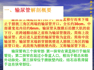 输尿管的超声诊断学.ppt