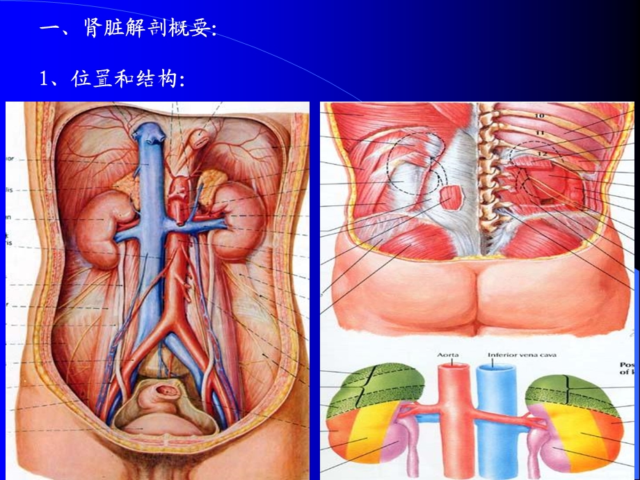 肾脏输尿管超声.ppt_第2页