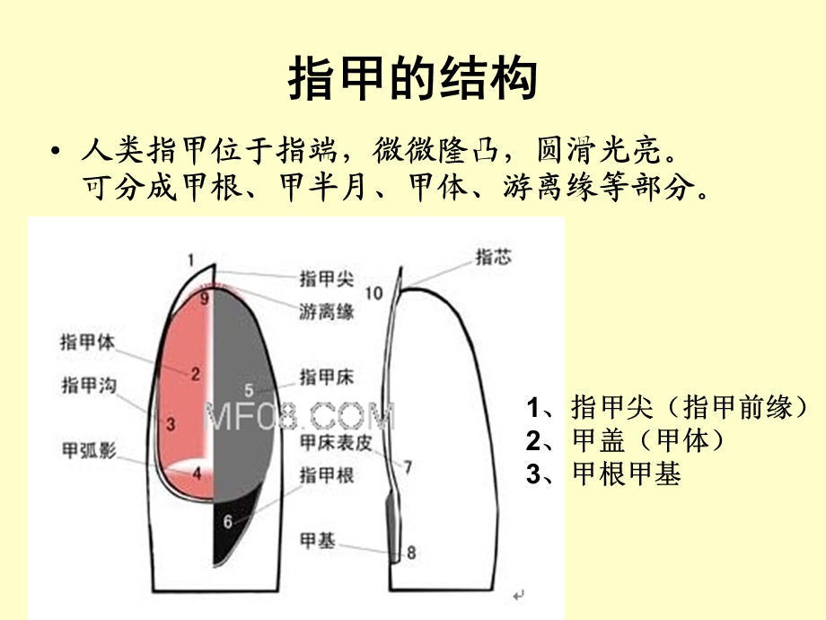 指甲与疾病预测.ppt_第3页