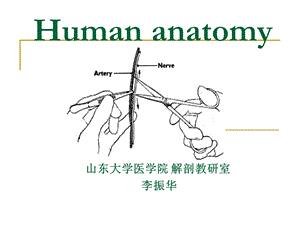 运动系统解剖学.ppt