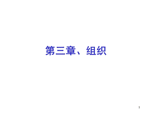 第三章组织.ppt