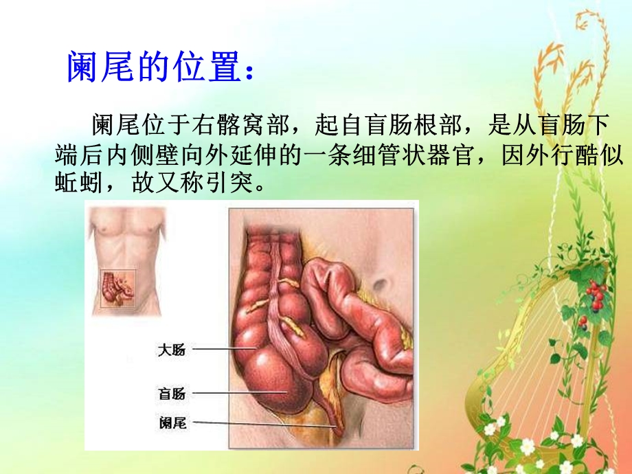 阑尾炎解剖特点.ppt_第2页