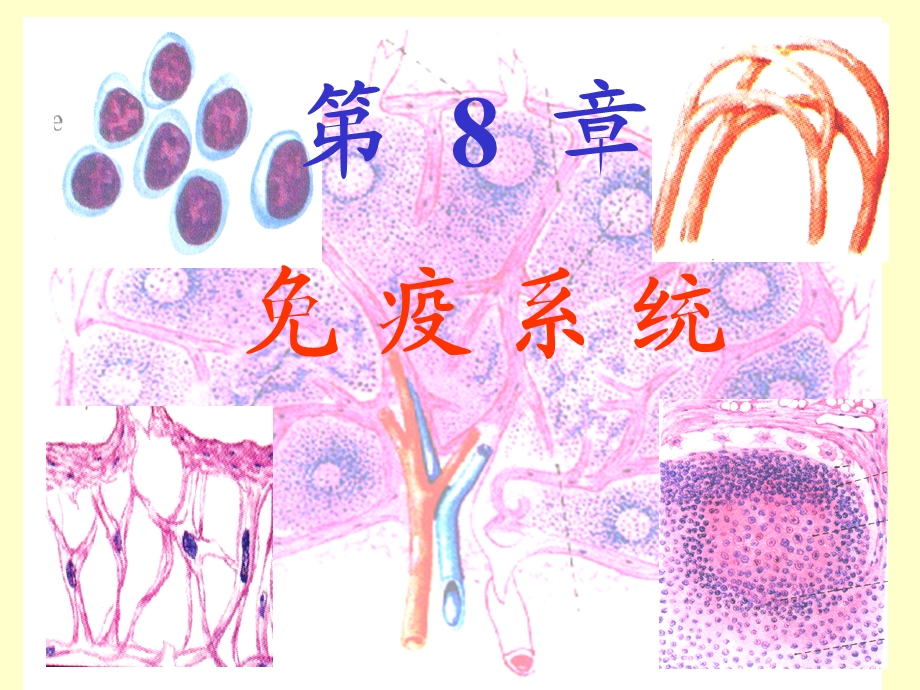 组织学与胚胎学免疫系统.ppt_第1页