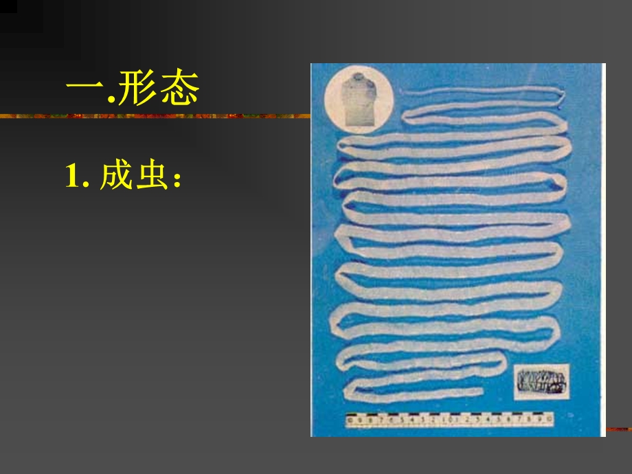 4带绦虫线虫概论蛔虫鞭虫护本.ppt_第2页