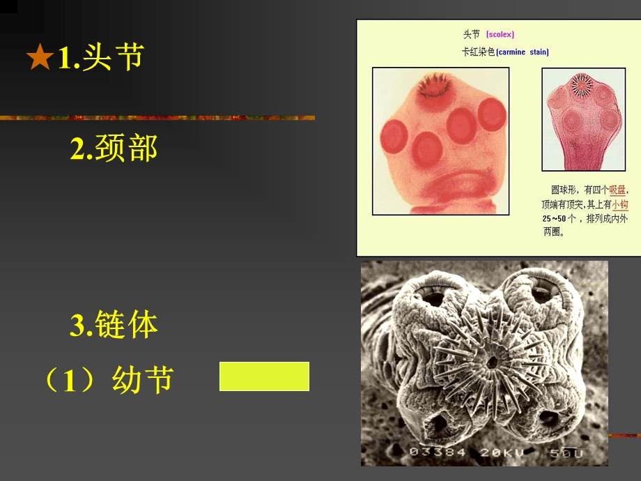 4带绦虫线虫概论蛔虫鞭虫护本.ppt_第3页