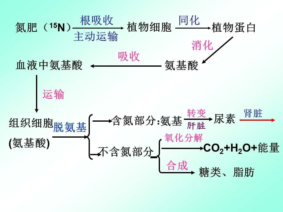 营养物质代谢与健康.ppt_第3页