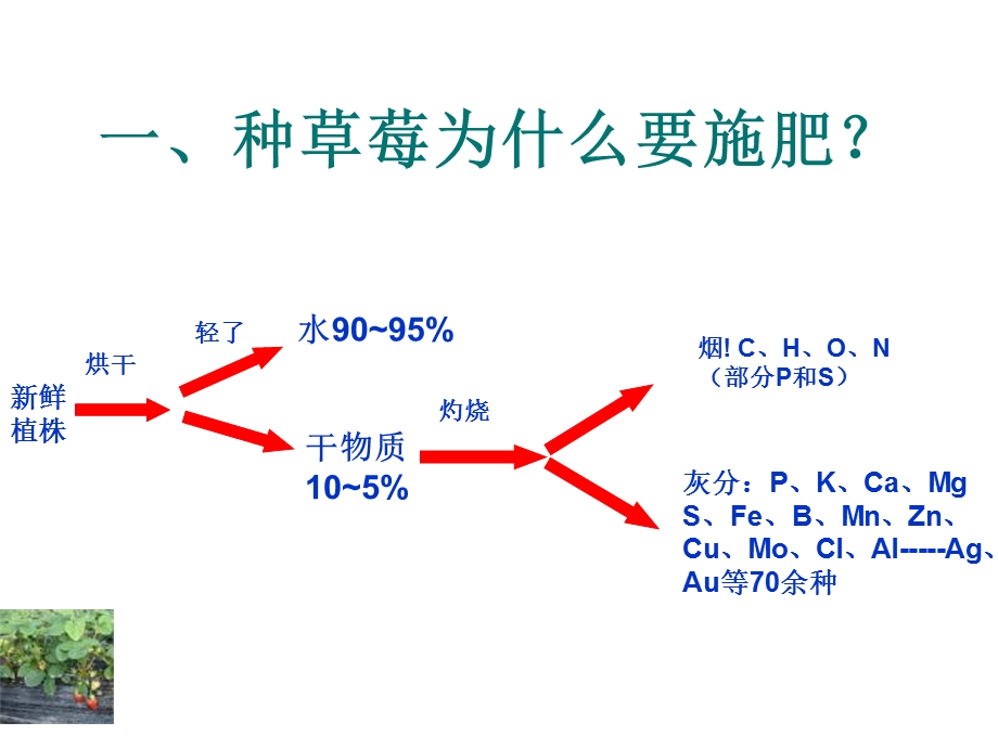 谈谈草莓施肥(NXPowerLite).ppt_第3页