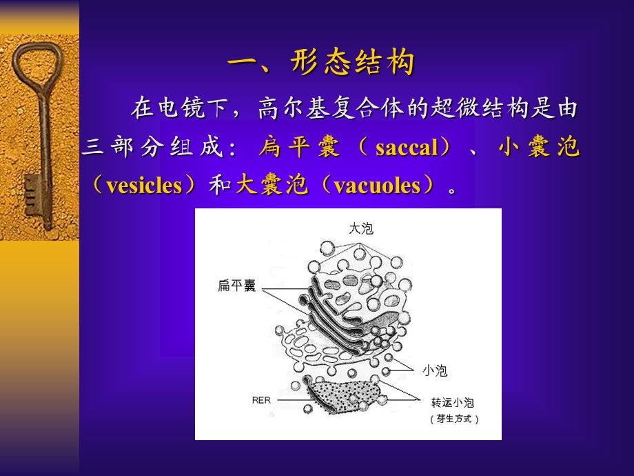 细胞生物学第五章高尔基体.ppt_第2页