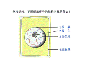 细胞增殖使用.ppt