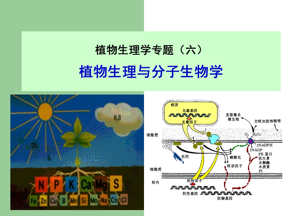 植物生理学专题.ppt_第1页