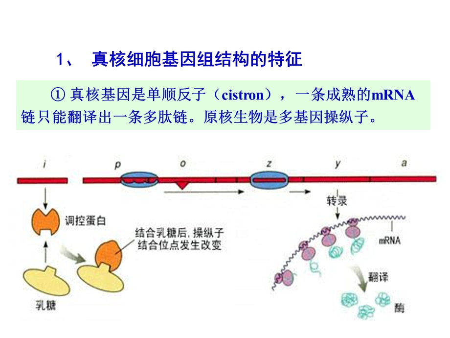 植物生理学专题.ppt_第3页