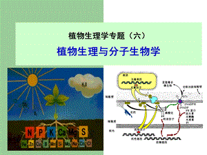 植物生理学专题.ppt