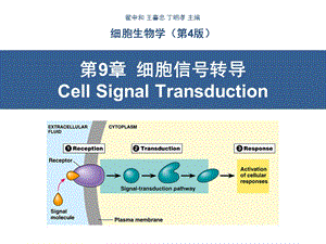 细胞生物学翟中和编第9章细胞信号转导.ppt