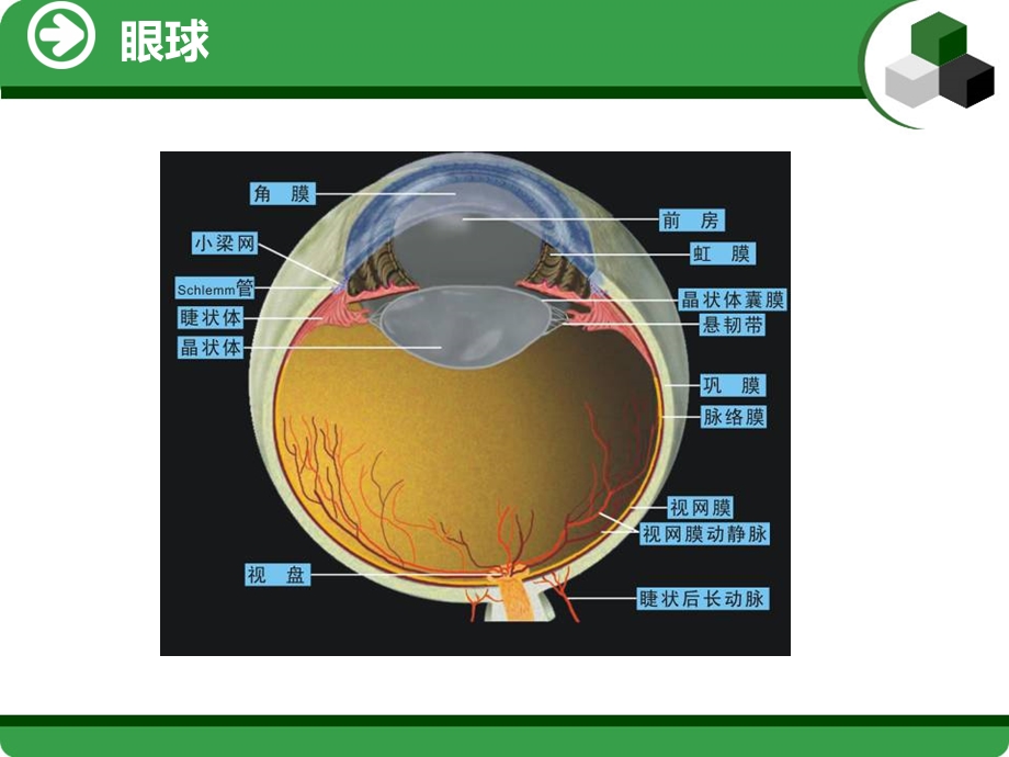 眼的应用解剖与生理.ppt_第3页