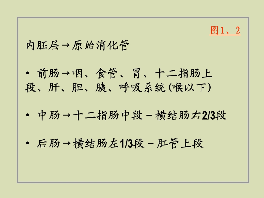 消化系统和呼吸系统的发生.ppt_第2页