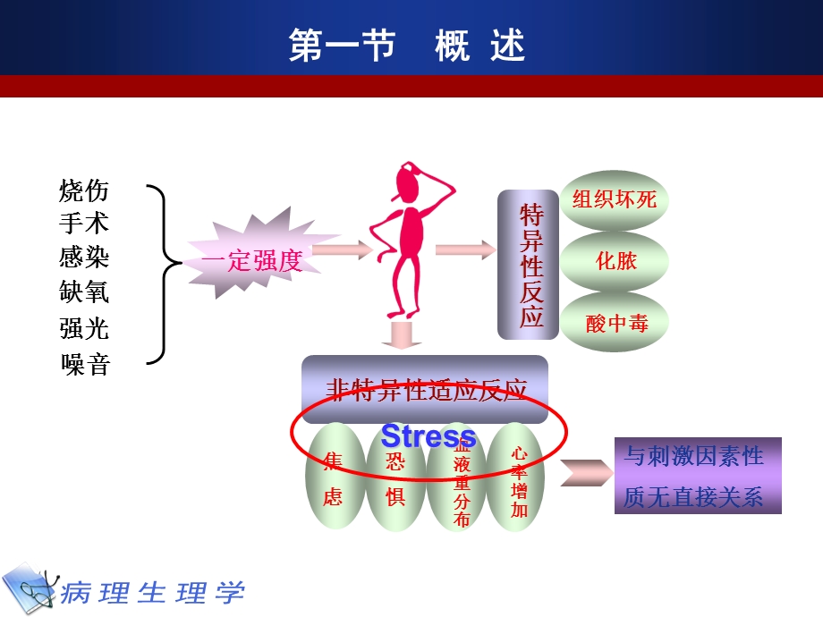 病理生理学9 应激.ppt_第3页