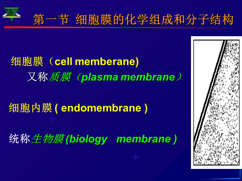 细胞生物学细胞膜.ppt_第3页