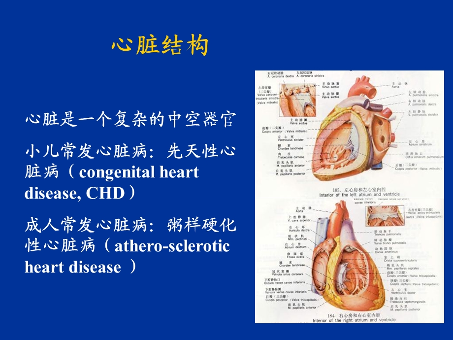 重庆科创职业学院先天性心脏病.ppt_第3页