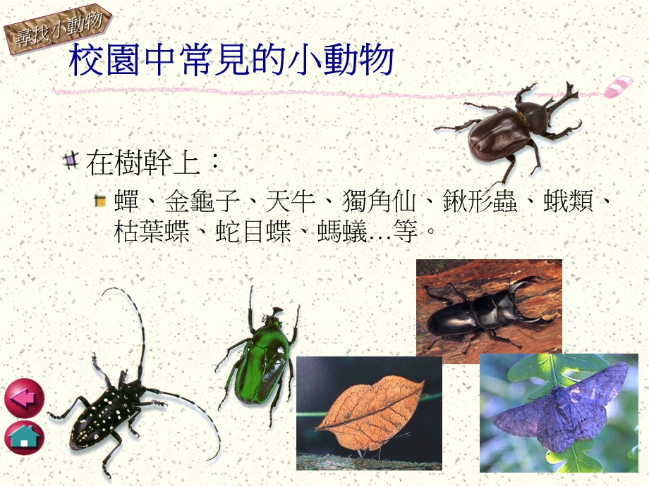 [其它课程]动物的不同与相同 课件.ppt_第3页