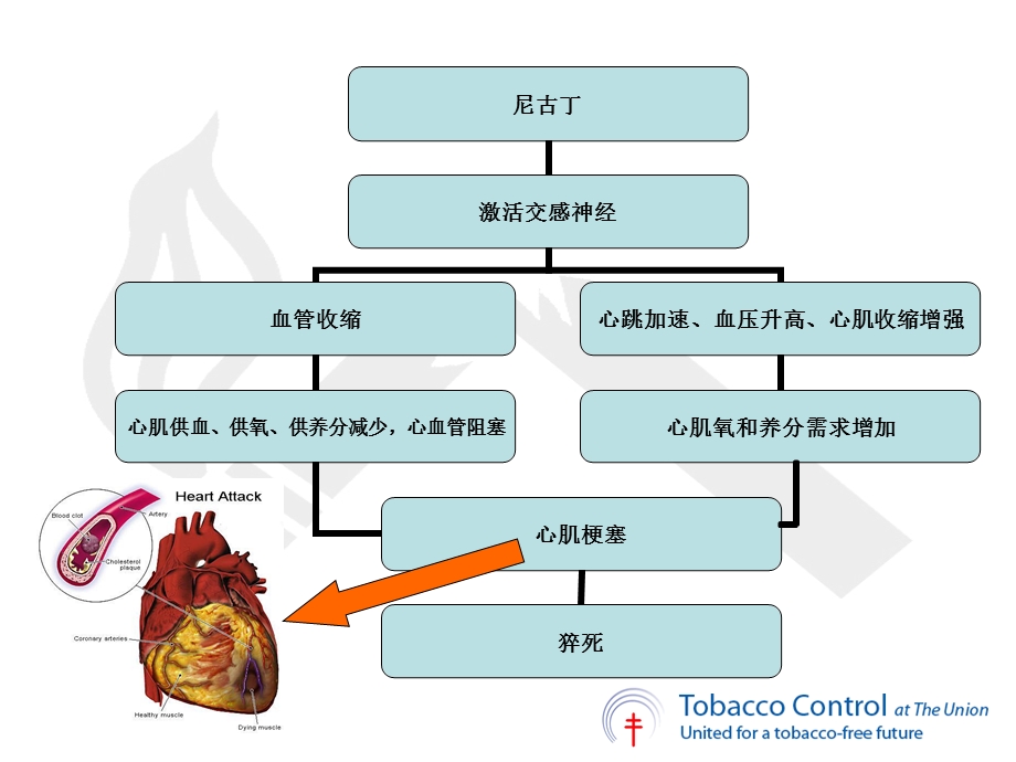 简短戒烟干预培训课件吸烟二手烟的危害及低危害卷烟甘泉.ppt_第3页