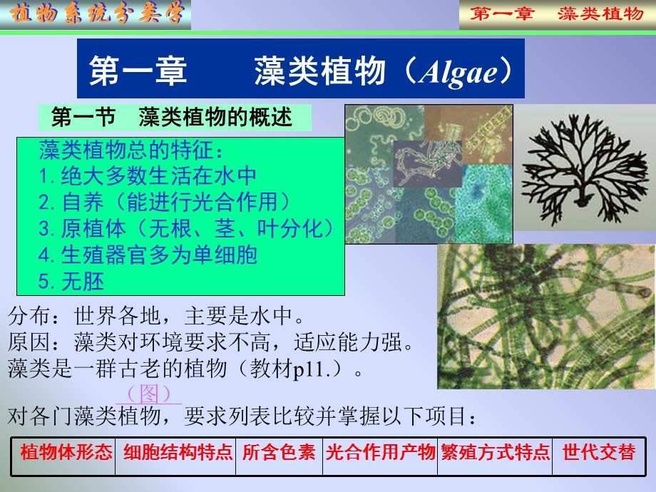 植物系统分类学藻.ppt_第1页