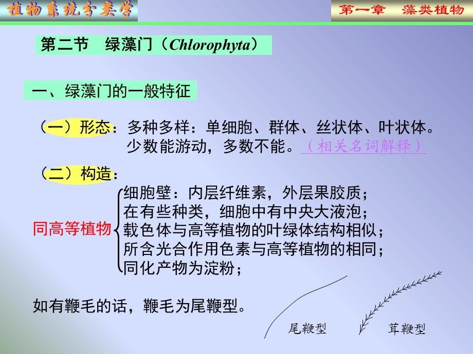 植物系统分类学藻.ppt_第2页