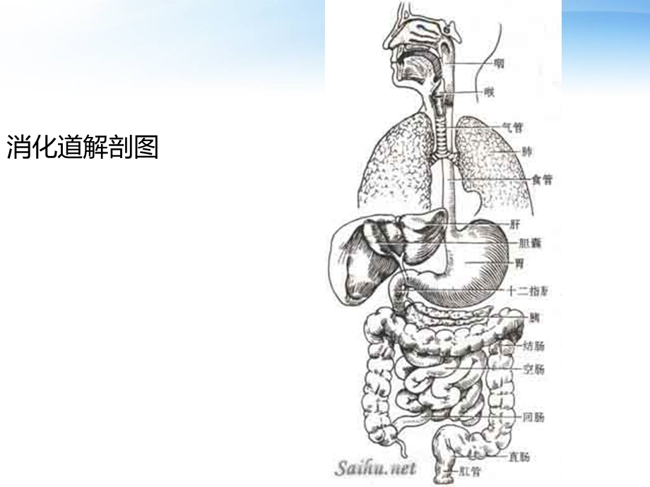 消化道穿孔患者的护理.ppt_第3页