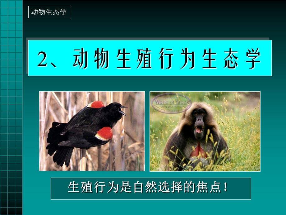 生殖行为生态学.ppt_第1页