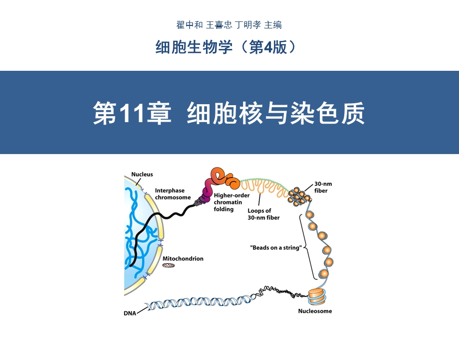 细胞核与染色质(翟中和第四版).ppt_第1页