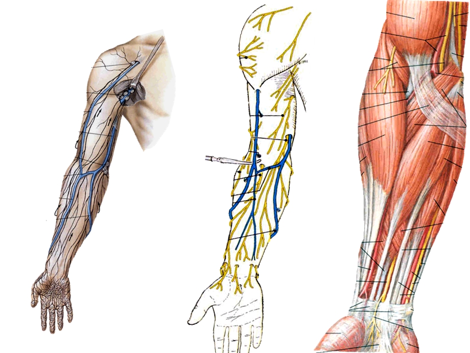 前臂与手局部解剖.ppt_第3页