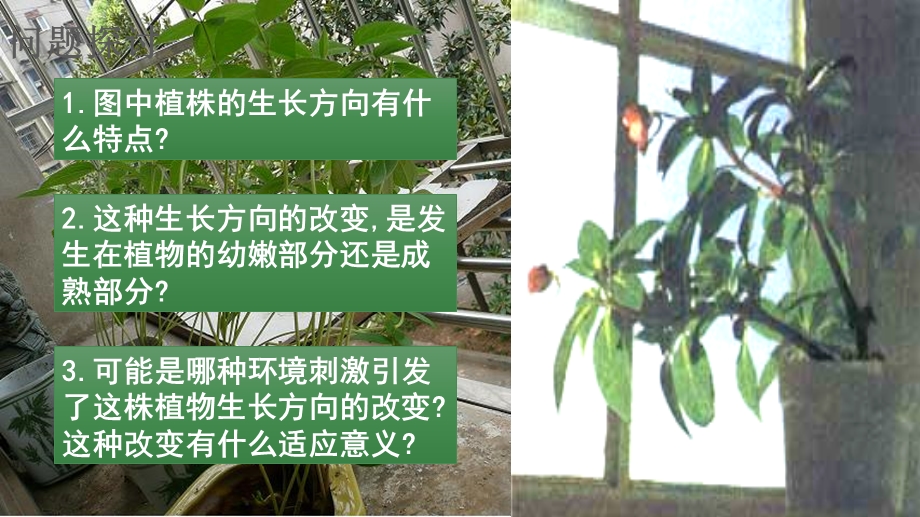 植物生长素的发现(优秀公开课).ppt_第3页