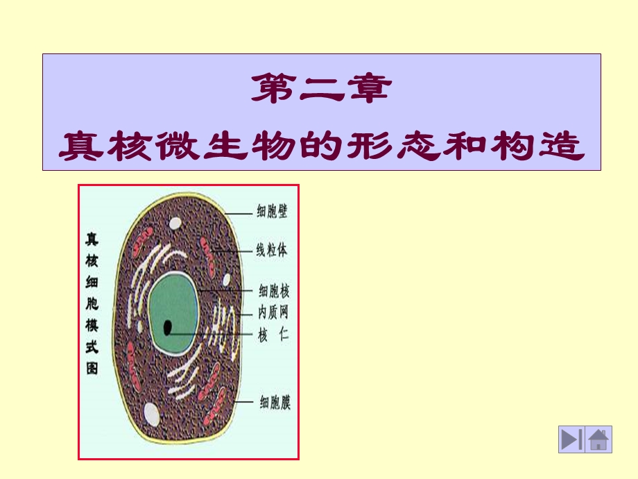 真核微生物的形态、构造.ppt_第1页