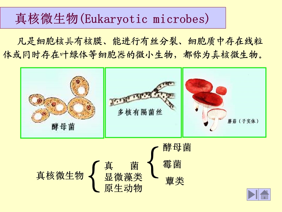 真核微生物的形态、构造.ppt_第3页