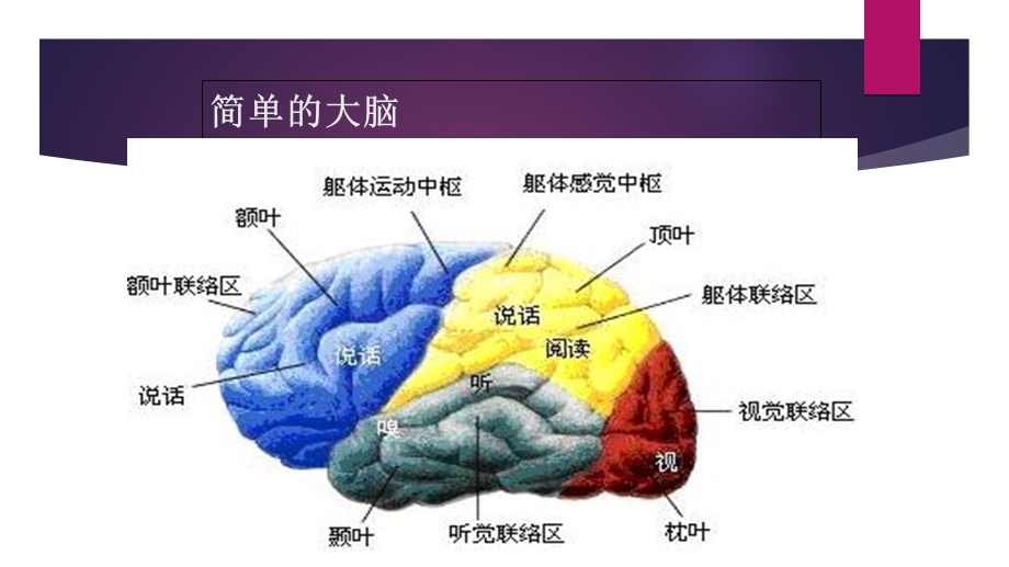 老年人脑血管病的预防.ppt_第3页