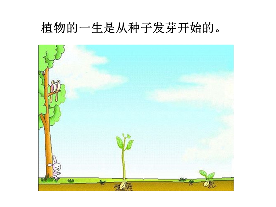 种子发芽试验(一).ppt_第2页