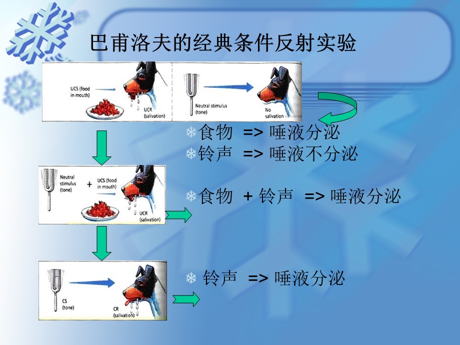 经典条件反射理论课件.ppt_第3页