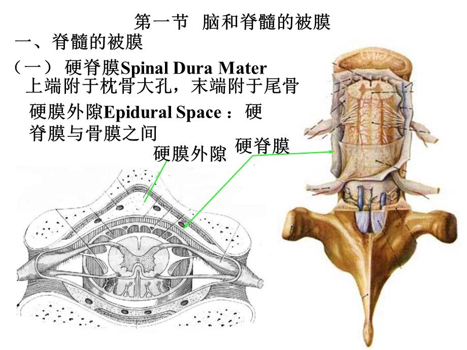 脑膜脑血管解剖.ppt_第2页