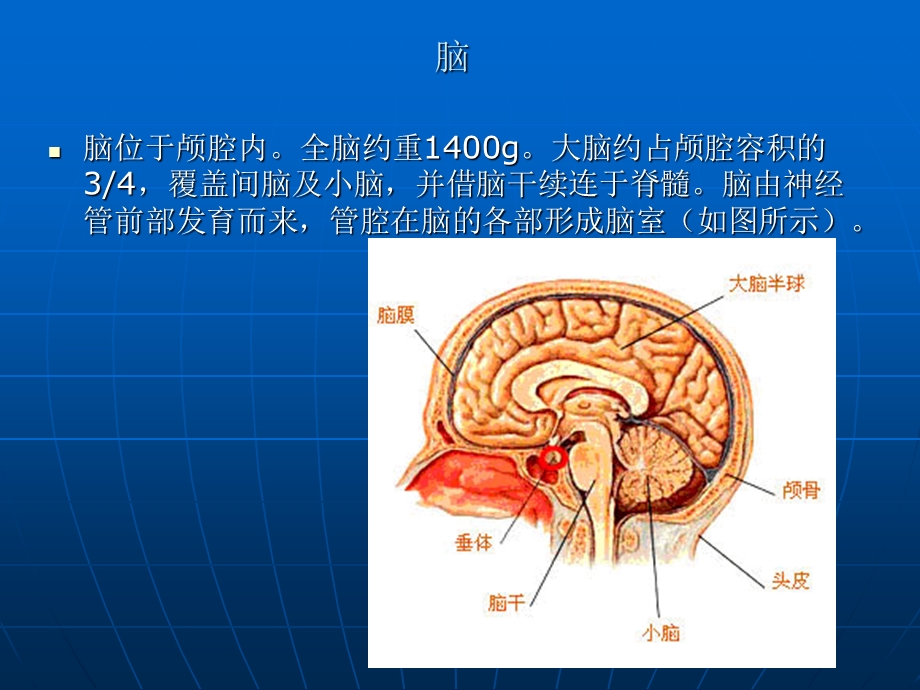 脑部详细解剖图解.ppt_第2页